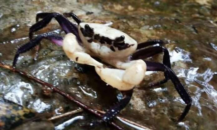 FB_IMG_1750896825581