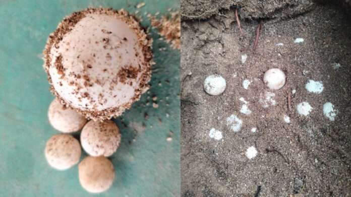 InShot_20250630_062539248