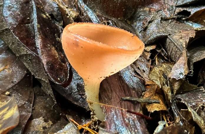 เห็ดแชมป์เปญ