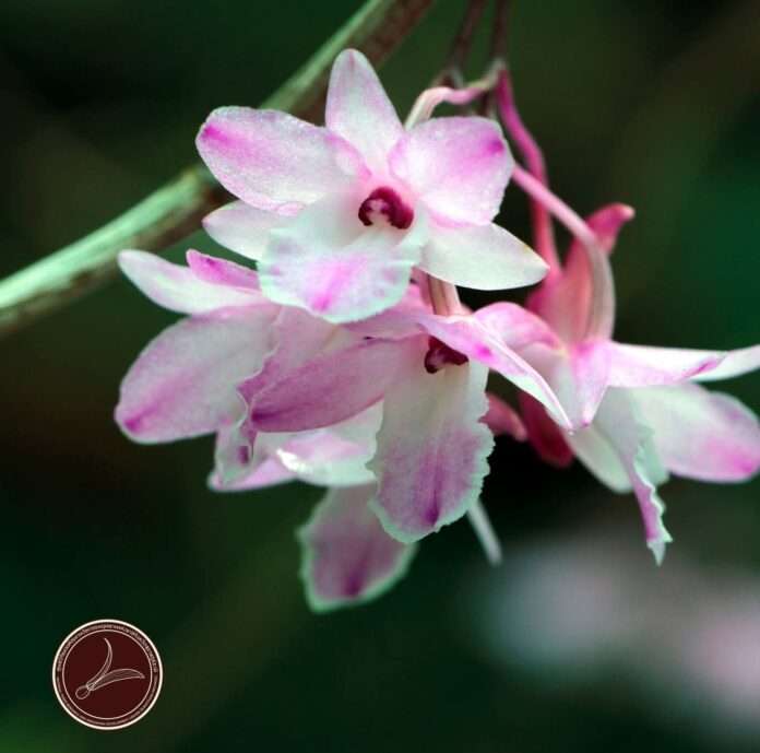 FB_IMG_1755126426064_edit_32102049335204