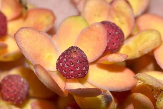 FB_IMG_1755559417680