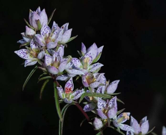 FB_IMG_1755559611093_edit_140528066699909