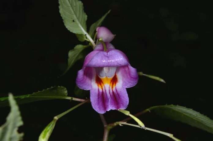 FB_IMG_1756000649665_edit_303764856105730