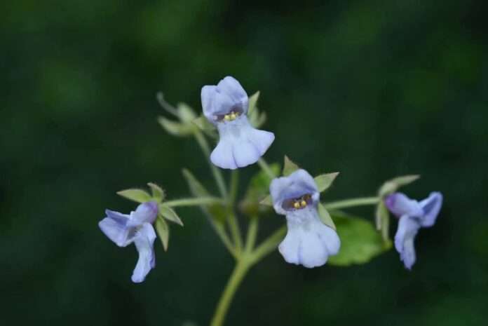 FB_IMG_1756078038312_edit_371420528825615