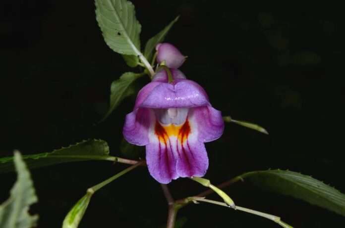 FB_IMG_1756345162921_edit_29829013515238