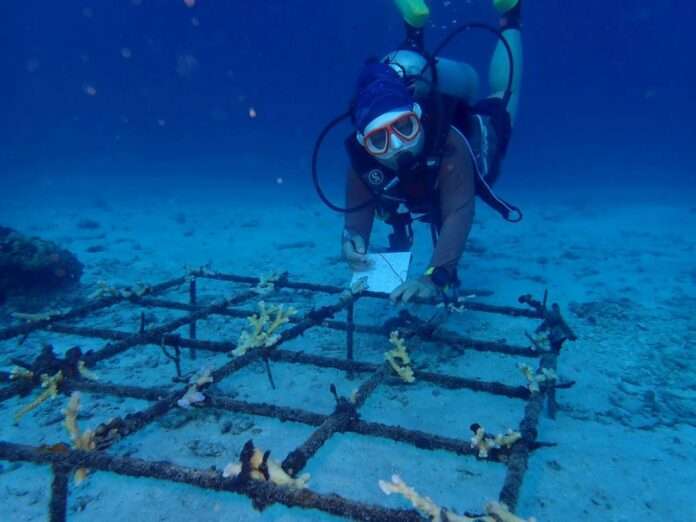 ฟื้นฟู ปะการัง