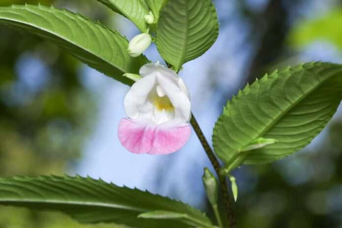 FB_IMG_1757206738888