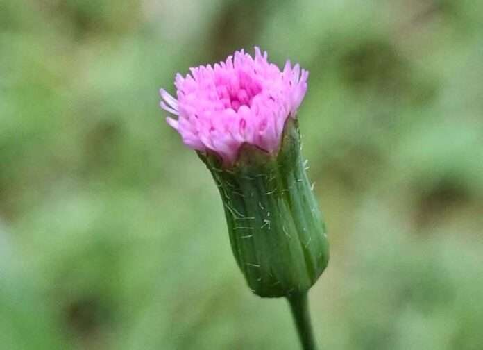 FB_IMG_1758067471627_edit_88777643413014