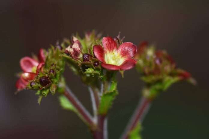 FB_IMG_1758499241789