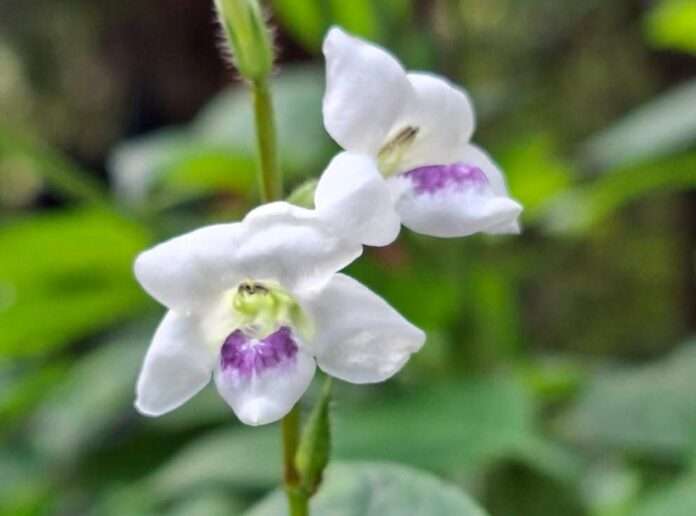 FB_IMG_1760311018658