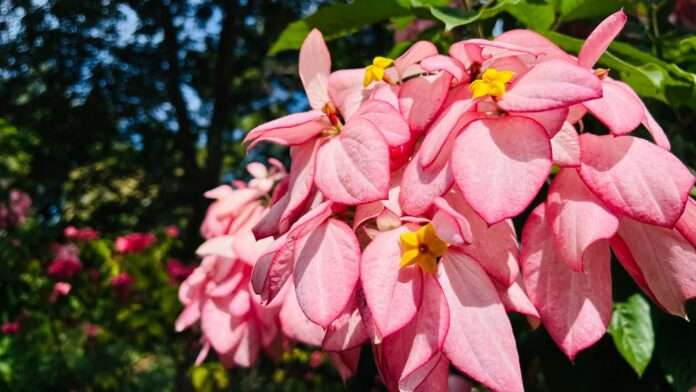 FB_IMG_1761865761681