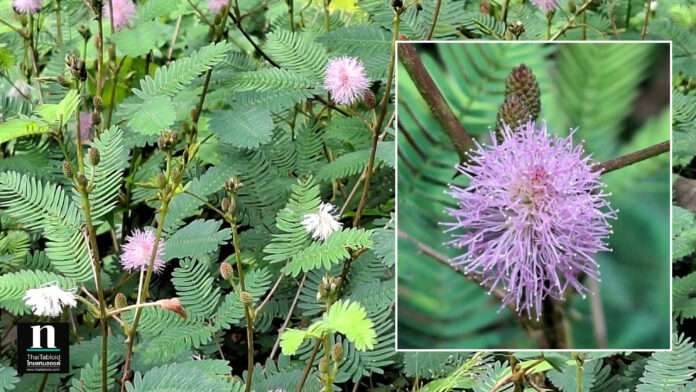 InShot_20251106_061716127