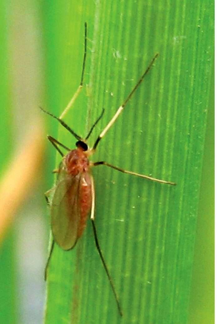 03รูปบั่ว