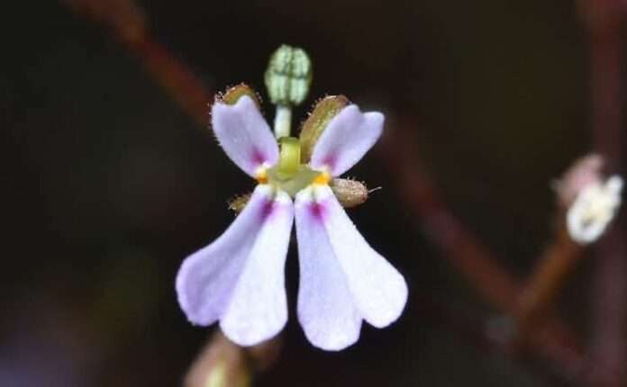 FB_IMG_1765153681739_edit_103533663137326