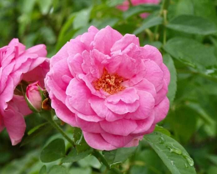 FB_IMG_1771117731256