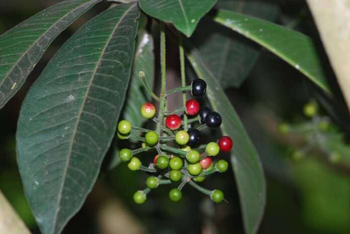 FB_IMG_1771546858518