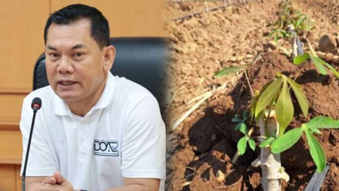 มันสำปะหลัง