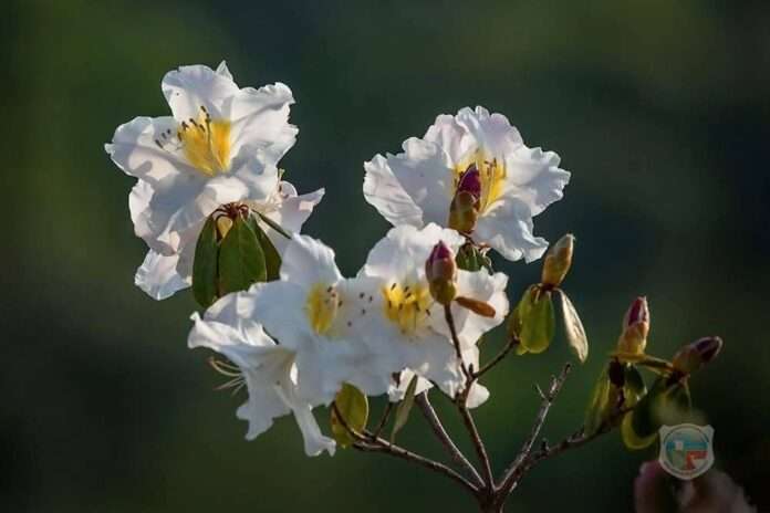 FB_IMG_1774663572930