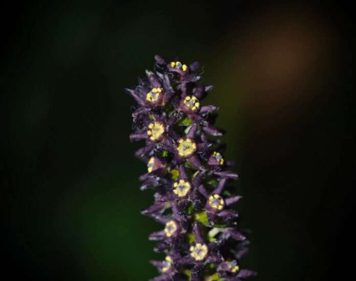 นางแลวสยาม 1