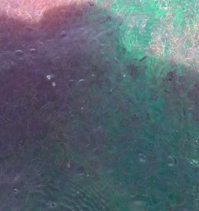 แมงกะพรุนไฟ 1