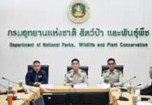 กรมอุทยานฯ สนธิกำลัง บก.ปทส.-กรมป่าไม้ จับขบวนการลักลอบตัดไม้ประดู่ป่าสงวนฯ อุตรดิตถ์ แฉพฤติการณ์เชื่อมโยงนายทุนต่างชาติ